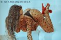 Foto Alessandra Fogaca Sexy Trans Benevento 3447995574 - 28