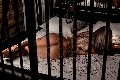 Foto Bruna Xxl Sexy Trans Parma 3295914684 - 48