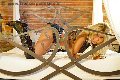 Foto Monica Kicelly Sexy Transescort Rimini 3245833097 - 20