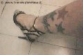 Foto Suzana Pantera Sexy Transescort Foggia 3929724965 - 58